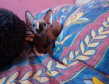 Cucciola di Canadian sphynx
