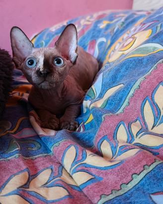 Cucciola di Canadian sphynx