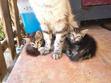 gattini, maschio e femmina