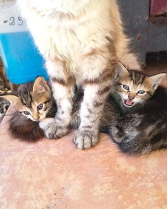 gattini, maschio e femmina