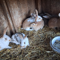 Cuccioli di coniglio di razza pesante