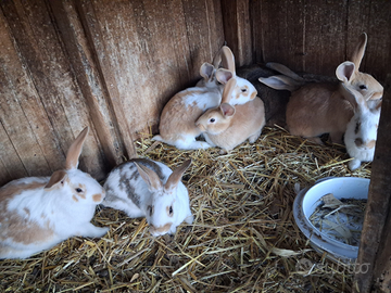 Cuccioli di coniglio di razza pesante