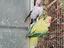 Immagine 4