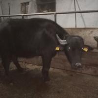 Manza di bufala