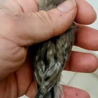 Canarino femmina pronta