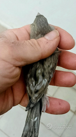 Canarino femmina pronta