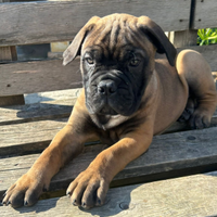 Bullmastiff