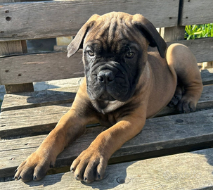 Bullmastiff