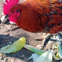 Gallo da pollaio