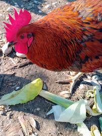 Gallo da pollaio