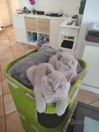 Cuccioli British Shorthair