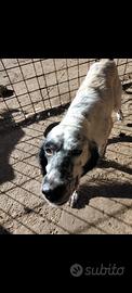 Cani da caccia pointer, setter
