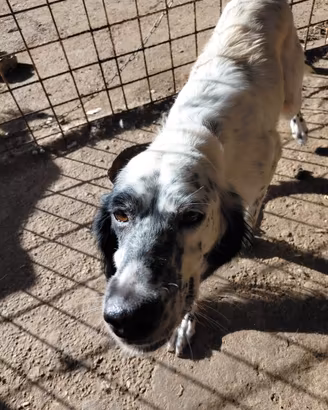 Cani da caccia pointer, setter