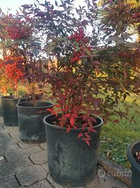 piante di Nandina 70 cm