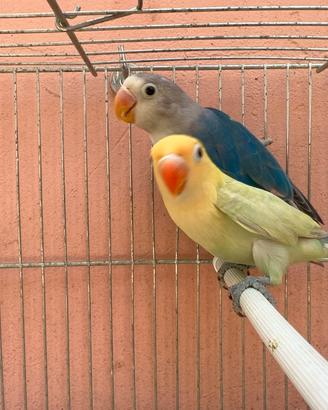 Coppia Inseparabili Diluiti Fischer Giovani