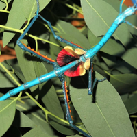Insetto stecco gigante blu achrioptera manga