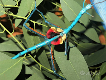Insetto stecco gigante blu achrioptera manga