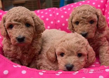 Cuccioli barboncino Toy