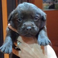 Labrador cioccolato con pedigree