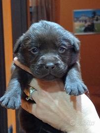 Labrador cioccolato con pedigree