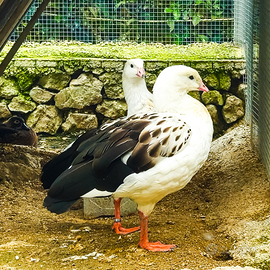 Coppia adulta oca delle Ande