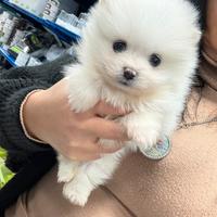 Spitz Miny tot pomeriana