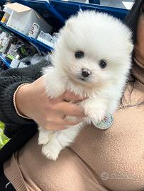 Spitz Miny tot pomeriana