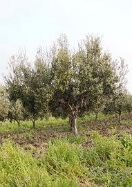 Alberi di Ulivo di 15 anni