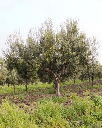 Alberi di Ulivo di 15 anni