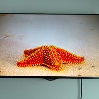 tv smart lg 49 poliici 4k ultra HD