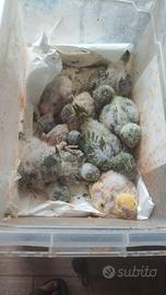 Parrochetti monaci