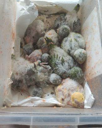 Parrochetti monaci