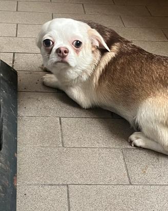Chihuahua