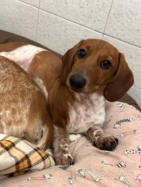 Cucciolo maschio bassotto