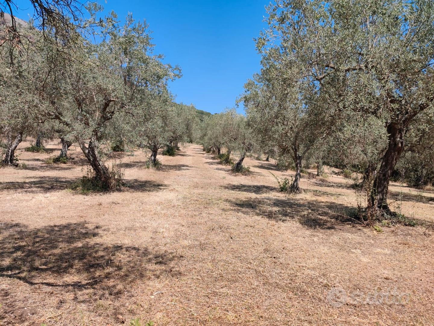 Terreno agricolo con uliveto di 15.633 m² - Vista 4