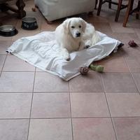 Golden retriver inglese maschio per monta