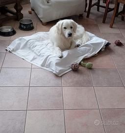 Golden retriver inglese maschio per monta