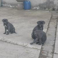 Cucciole cane corso