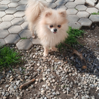 Volpina della pomerania