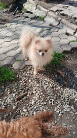 Volpina della pomerania