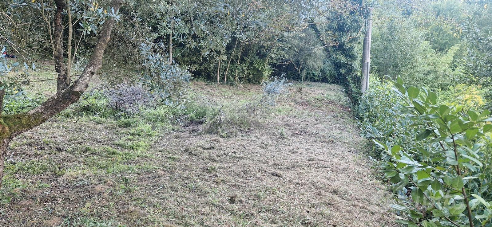 Terreno agricolo con pozzo e uliveto 2105mq - Vista 5