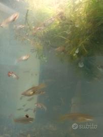 Guppy