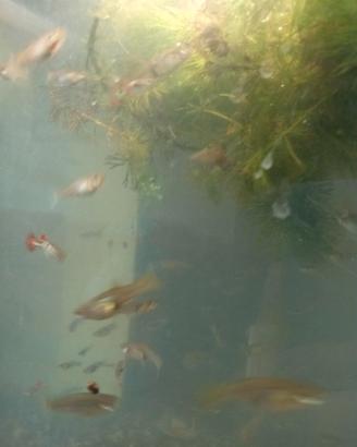 Guppy