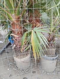 PALME WASHINGTONIA