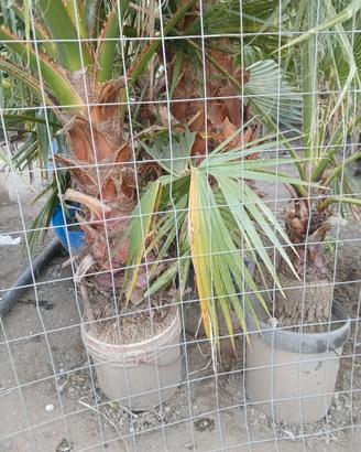 PALME WASHINGTONIA