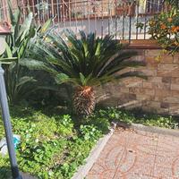 pianta di cicas di 15 anni