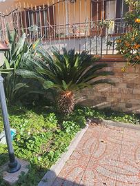 pianta di cicas di 15 anni