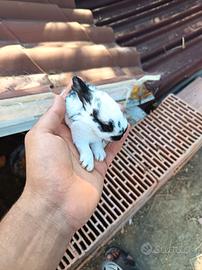 cucciolo di coniglio 
