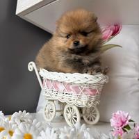 Volpino pomerania muso SCHIACCIATO cucciola femmin