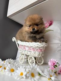 Volpino pomerania muso SCHIACCIATO cucciola femmin